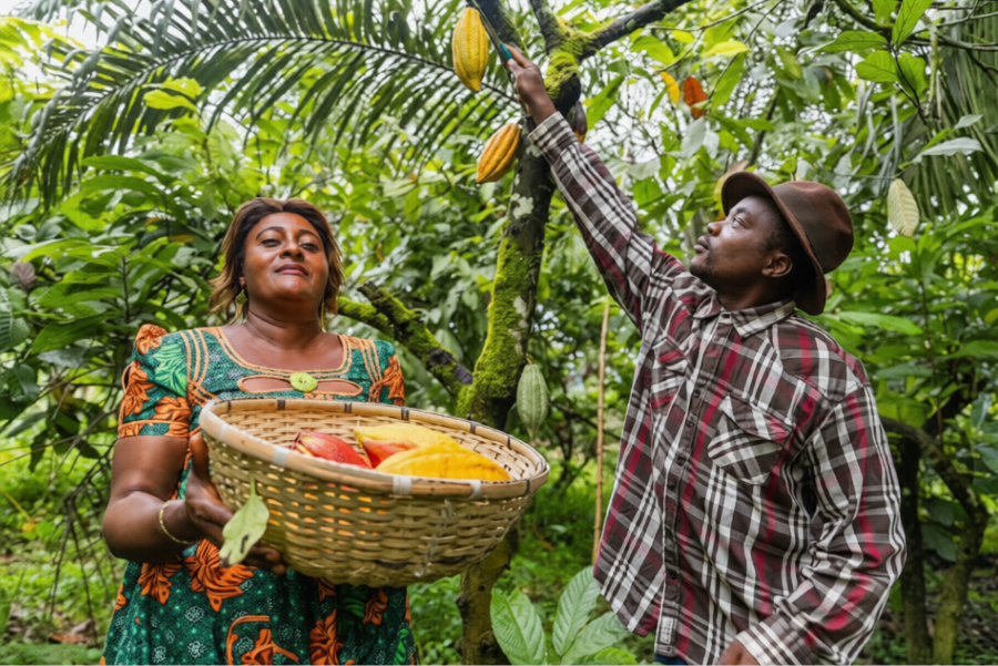 Cameroon cocoa export sourcing and supply chain image