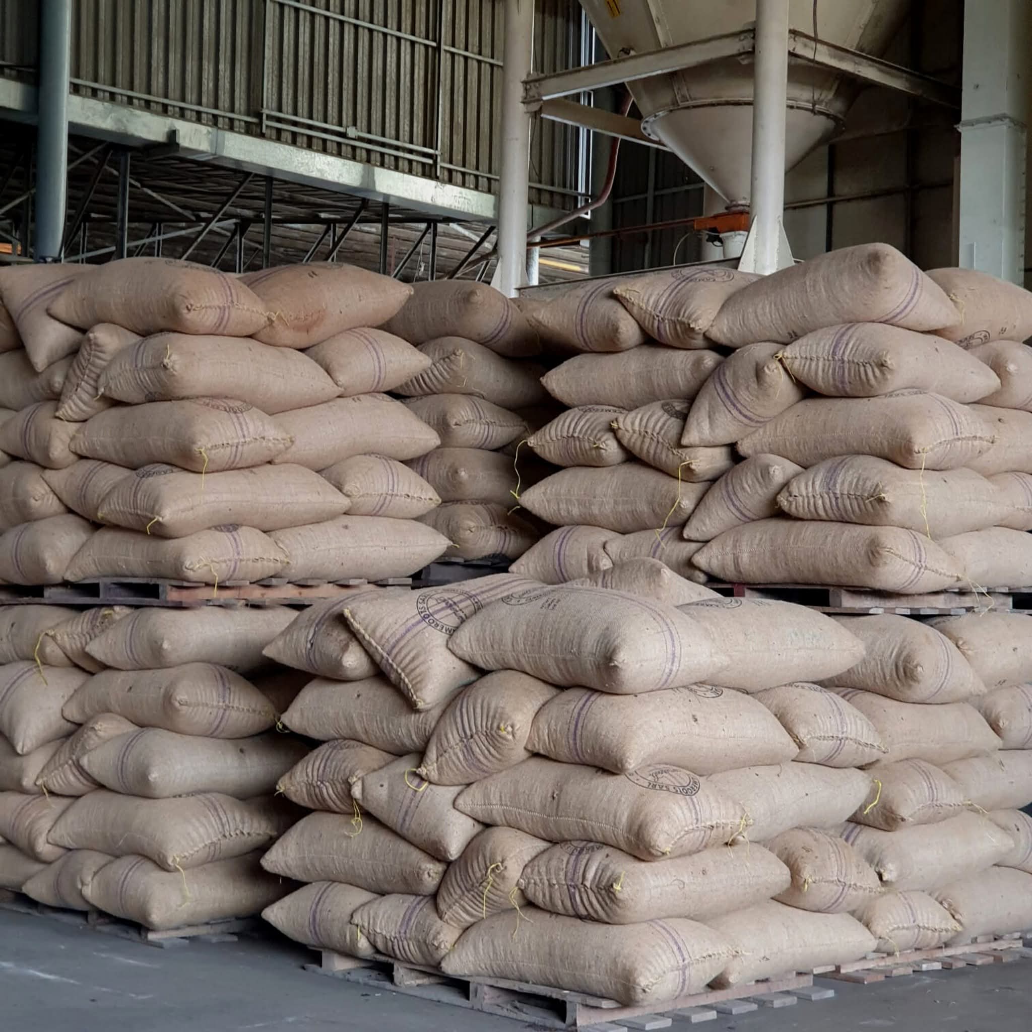Top cocoa export companies in Cameroon evaluated through warehouse controls and shipment readiness